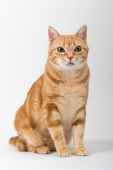 Fototapeta premium A Beautiful Domestic Orange Striped cat sitting in strange, weird, funny position. Animal portrait against white background.