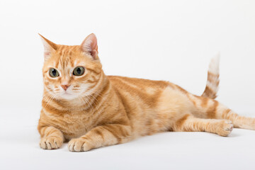 Fototapeta premium A Beautiful Domestic Orange Striped cat laying down in strange, weird, funny positions. Animal portrait against white background.
