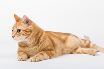 A Beautiful Domestic Orange Striped cat laying down in strange, weird, funny positions. Animal portrait against white background.