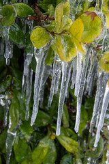 Gotas de agua heladas en el jazmín tras una gran nevada