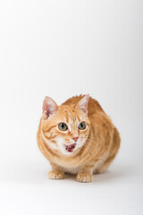 A Beautiful Domestic Orange Striped cat sitting and cleaning itself tongue out in strange, weird, funny positions. Animal portrait against white background.