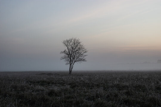 Fog, slight frost. An elm tree standing in a meadow, waiting for the warm, sunny dawn.