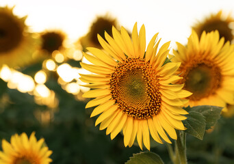 Fototapeta premium Bright yellow sunflower in the field against the sky. Beautiful sunflower close-up