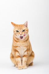 A Beautiful Domestic Orange Striped cat sitting and cleaning itself tongue out in strange, weird, funny positions. Animal portrait against white background.