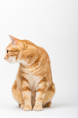 A Beautiful Domestic Orange Striped cat sitting in strange, weird, funny position. Animal portrait against white background.