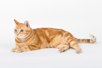 Naklejka premium A Beautiful Domestic Orange Striped cat laying down in strange, weird, funny positions. Animal portrait against white background.