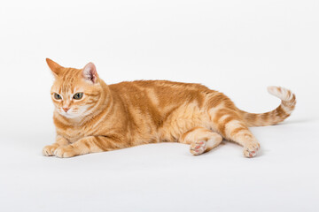 A Beautiful Domestic Orange Striped cat laying down in strange, weird, funny positions. Animal portrait against white background.