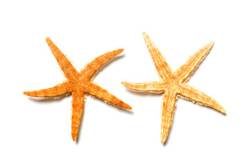 Fototapeta na wymiar Two starfish isolated on white background