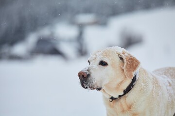 Portrait of cute dog in snowy nature. Old labrador retriever during frosty winter day. 