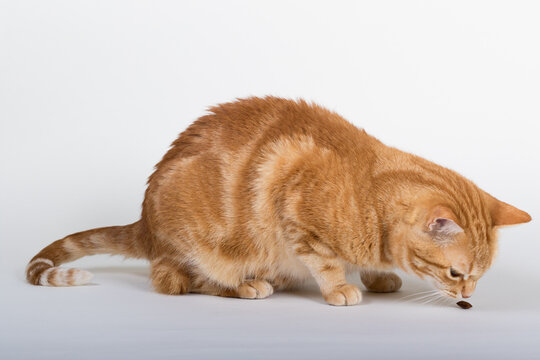 A Beautiful Domestic Orange Striped cat eating cat food snacks in strange, weird, funny positions. Animal portrait against white background.
