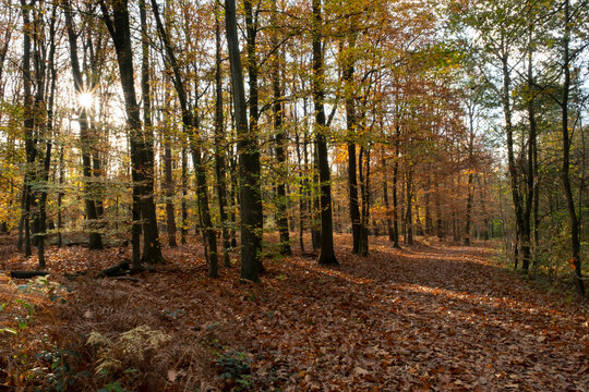 Weg durch den Herbstwald, Naturschutzgebiet Beversee, Bergkamen, Nordrhein-Westfalen, Deutschland