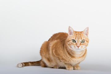 A Beautiful Domestic Orange Striped cat sitting in strange, weird, funny position. Animal portrait against white background.