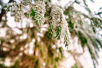 Snow Covered Pine Tree Branches Close Up