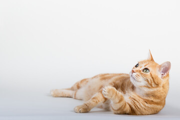 A Beautiful Domestic Orange Striped cat laying down and cleaning itself tongue out in strange, weird, funny positions. Animal portrait against white background.