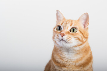 Obraz premium A Beautiful Domestic Orange Striped cat sitting in strange, weird, funny position. Animal portrait against white background.