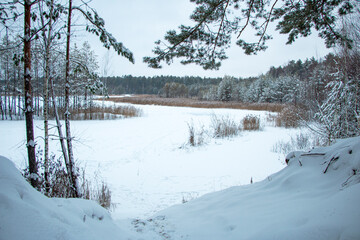 Beautiful winter forest landscape. Trees and plants in winter forest are covered with snow, white snow lies on  ground, covering  soil with large snowdrifts.