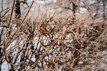 Branches of bushes in winter. Natural winter background