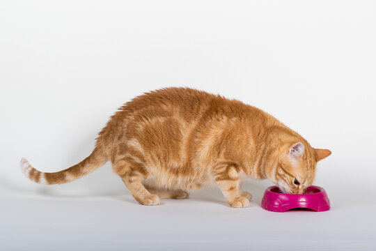 A Beautiful Domestic Orange Striped cat eating cat food snacks from food dish in strange, weird, funny positions. Animal portrait against white background.