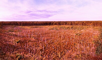 Zniszczony las brzozowy © Piotr