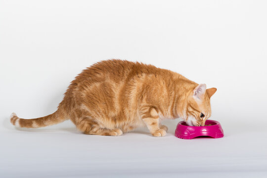 A Beautiful Domestic Orange Striped cat eating cat food snacks from food dish in strange, weird, funny positions. Animal portrait against white background.