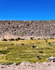 Reserva Nacional de las Vicunas