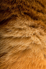 Close up of fur Beautiful Domestic Orange Striped cat