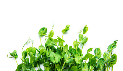Homegrown pea shoots on a white background