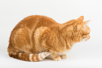 A Beautiful Domestic Orange Striped cat sitting in strange, weird, funny position. Animal portrait against white background.
