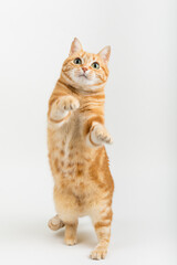 A Beautiful Domestic Orange Striped cat Jumping and playing with a toy mouse, mid-air in strange, weird, funny positions. Animal portrait against Black background