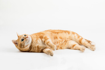 A Beautiful Domestic Orange Striped cat laying down in strange, weird, funny positions. Animal portrait against white background.