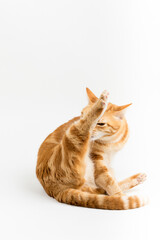 A Beautiful Domestic Orange Striped cat laying down and cleaning itself tongue out in strange, weird, funny positions. Animal portrait against white background.