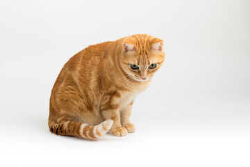 Obraz premium A Beautiful Domestic Orange Striped cat sitting in strange, weird, funny position. Animal portrait against white background.