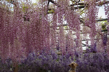 藤棚の気品ある紫色の藤の花