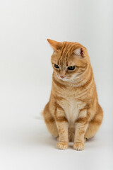 A Beautiful Domestic Orange Striped cat sitting in strange, weird, funny position. Animal portrait against white background.