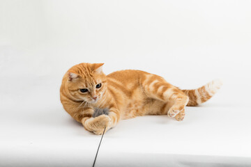 A Beautiful Domestic Orange Striped cat laying down and playing with a toy mouse in strange, weird, funny positions. Animal portrait against white background.