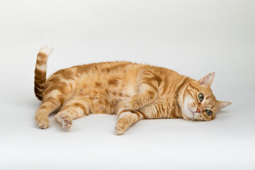 A Beautiful Domestic Orange Striped cat laying down in strange, weird, funny positions. Animal portrait against white background.
