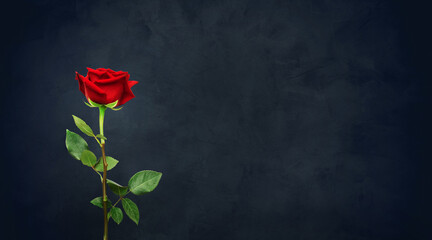 Beautiful single red rose flower on black background