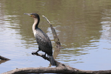 Weißbrustkormoran Phalacrocorax lucidus. In George, Südafrika.