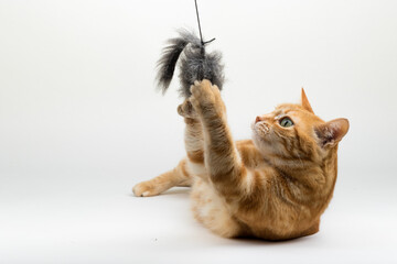 A Beautiful Domestic Orange Striped cat laying down and playing with a toy mouse in strange, weird, funny positions. Animal portrait against white background.