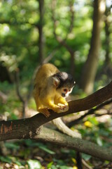 Obraz premium 小さくて可愛い俊敏なリスザル