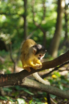 リスザル の画像 7 392 件の Stock 写真 ベクターおよびビデオ Adobe Stock