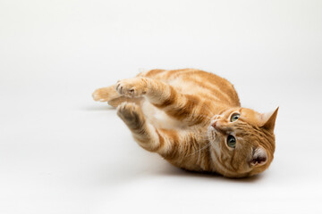 A Beautiful Domestic Orange Striped cat laying down in strange, weird, funny positions. Animal portrait against white background.