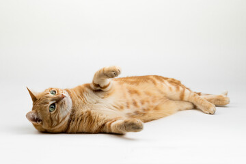 A Beautiful Domestic Orange Striped cat laying down in strange, weird, funny positions. Animal portrait against white background.