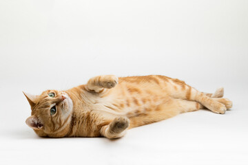A Beautiful Domestic Orange Striped cat laying down in strange, weird, funny positions. Animal portrait against white background.