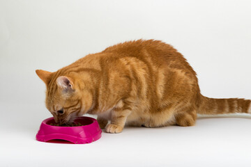 Fototapeta premium A Beautiful Domestic Orange Striped cat eating cat food snacks from food dish in strange, weird, funny positions. Animal portrait against white background.