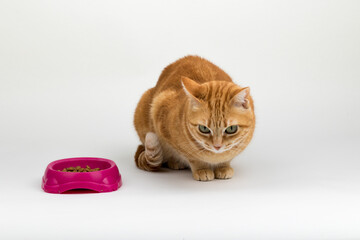 A Beautiful Domestic Orange Striped cat sitting in strange, weird, funny position with food dish by its side. Animal portrait against white background.
