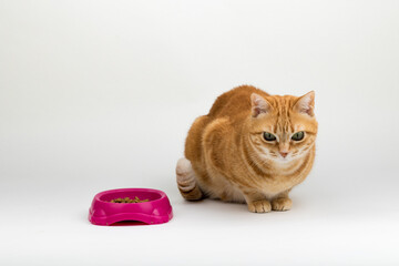 A Beautiful Domestic Orange Striped cat sitting in strange, weird, funny position with food dish by its side. Animal portrait against white background.