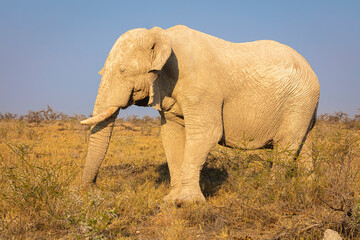 Fototapeta na wymiar African Elephant (Loxodonta africana) colored white after mud-bath in white clay