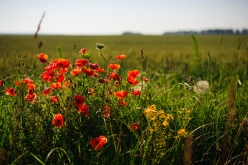 red poppies, spring or summer landscape. poppies in green grass in a field under the sun. chaotic view of the spring poppy field. beautiful view, natural background