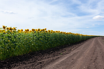 Sunflowers along a dirt road with blue sky